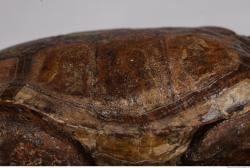 Photo Textures of Tortoise Shell